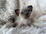 Koda - Devon Rex Cat For Sale - Williamsburg&comma; VA&comma; US