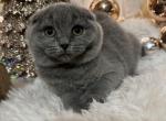 Jazzy - Scottish Fold Cat For Sale - Huntington&comma; NY&comma; US