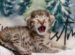 Exotic F3 Girl - Savannah Cat For Sale - Lakeland&comma; FL&comma; US