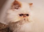 Himalayan Persian Kittens - Himalayan Cat For Sale - Satellite Beach&comma; FL&comma; US