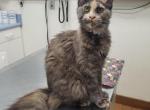 Petra - Maine Coon Cat For Sale - Crestview&comma; FL&comma; US