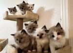 Holiday Magic - Ragdoll Cat For Sale - Parker&comma; CO&comma; US