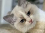 Silviya's kitties - Ragdoll Cat For Sale - NC&comma; US