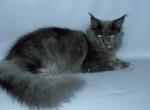 Sultan - Maine Coon Cat For Sale - New York&comma; NY&comma; US