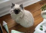 teddy - Himalayan Cat For Sale - Barrington&comma; IL&comma; US