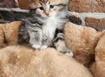 Sky - Siberian Cat For Sale - Chelsea&comma; MA&comma; US