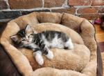 Romeo - Siberian Cat For Sale - Chelsea&comma; MA&comma; US