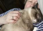 Sale Munchkin   Snookums - Munchkin Cat For Sale - Salem&comma; OR&comma; US