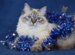 HRIZANTEMA IZ TVERSKOGO KNYAZHESTVA - Siberian Cat For Sale - NY&comma; US