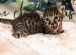 Miss Red F4 Savannah - Savannah Cat For Sale - Lakeland&comma; FL&comma; US