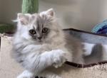 Sonia - Scottish Straight Cat For Sale - New York&comma; NY&comma; US
