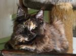 Paisley - Maine Coon Cat For Sale - Santa Maria&comma; CA&comma; US