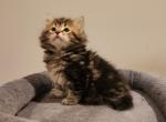 Bella - Siberian Cat For Sale - Chelsea&comma; MA&comma; US