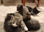 Half breed maine coon kittens - Maine Coon Cat For Sale - Stevens&comma; PA&comma; US