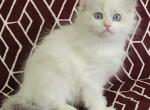 Sophia - Ragdoll Cat For Sale - Little Rock&comma; AR&comma; US