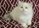 Joy - Ragdoll Cat For Sale - Little Rock&comma; AR&comma; US