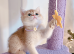 Riana - British Shorthair Cat For Sale - Staten Island&comma; NY&comma; US