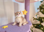 Henry - British Shorthair Cat For Sale - Staten Island&comma; NY&comma; US