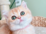 Fiona - British Shorthair Cat For Sale - Staten Island&comma; NY&comma; US
