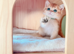 Fido - British Shorthair Cat For Sale - Staten Island&comma; NY&comma; US