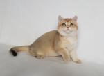 Gorge - British Shorthair Cat For Sale - Wheeling&comma; IL&comma; US