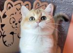 Malva - British Shorthair Cat For Sale - Wheeling&comma; IL&comma; US