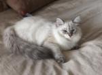 Ryder - Siberian Cat For Sale - North Port&comma; FL&comma; US