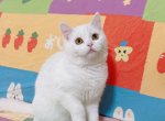 Abby - Munchkin Cat For Sale - Staten Island&comma; NY&comma; US