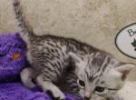 Egyptian Mau - Egyptian Mau Cat For Sale - Franklin&comma; NC&comma; US