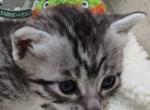 Egyptian Mau 2 - Egyptian Mau Cat For Sale - Franklin&comma; NC&comma; US