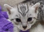 Egyptian Mau female - Egyptian Mau Cat For Sale - Franklin&comma; NC&comma; US