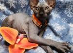 Raven - Sphynx Cat For Sale - Mundelein&comma; IL&comma; US