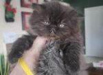 Nero - Persian Cat For Sale - Houston&comma; TX&comma; US