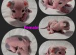 Female - Sphynx Cat For Sale - CO&comma; US