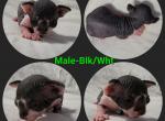 Male Black and White - Sphynx Cat For Sale - CO&comma; US