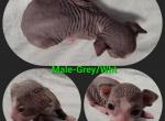 Male Grey and White - Sphynx Cat For Sale - CO&comma; US