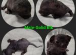 Male Solid Black - Sphynx Cat For Sale - CO&comma; US