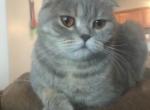 Gylfie - Scottish Fold Cat For Sale/Retired Breeding - Denver&comma; CO&comma; US