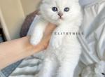 Scottish fold kittens - Scottish Fold Cat For Sale - Thornton&comma; CO&comma; US