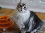 Silver kitten 6m old - Maine Coon Cat For Sale - Bridgewater&comma; NJ&comma; US