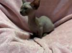 Annabella - Bambino Cat For Sale - FL&comma; US
