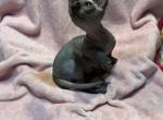 Angel - Bambino Cat For Sale - FL&comma; US