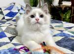 Axl - Ragdoll Cat For Sale - Tuscaloosa&comma; AL&comma; US