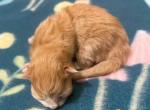 Forrest - Siberian Cat For Sale - Clintwood&comma; VA&comma; US