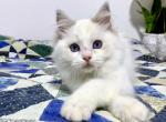 Speedy - Ragdoll Cat For Sale - Tuscaloosa&comma; AL&comma; US