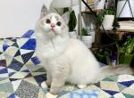 Alvin - Ragdoll Cat For Sale - Tuscaloosa&comma; AL&comma; US