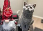 Gabby - Scottish Straight Cat For Sale - New York&comma; NY&comma; US