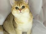 Judy - British Shorthair Cat For Sale - Wheeling&comma; IL&comma; US