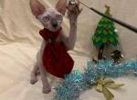 Lucky - Sphynx Cat For Sale - Brooklyn&comma; NY&comma; US