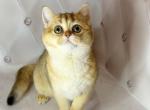 Javelina - British Shorthair Cat For Sale - Wheeling&comma; IL&comma; US